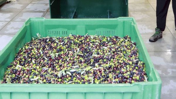 Sondrio, estate difficile per gli oliveti: caldo e siccità mettono a rischio il raccolto