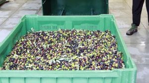 Sondrio, estate difficile per gli oliveti: caldo e siccità mettono a rischio il raccolto