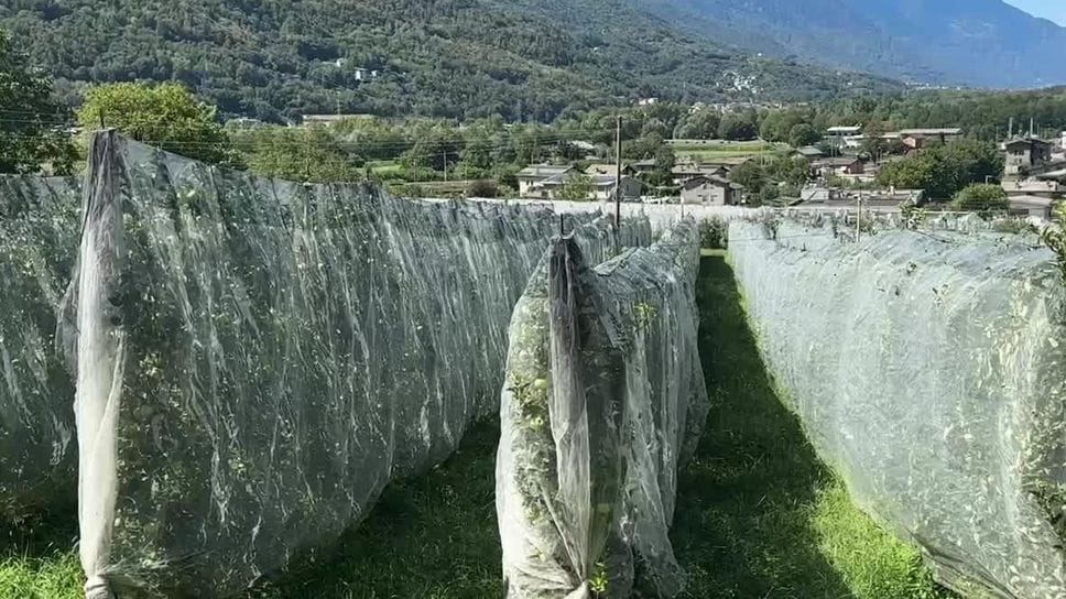 Valtellina, al via la raccolta delle mele con dieci giorni d’anticipo