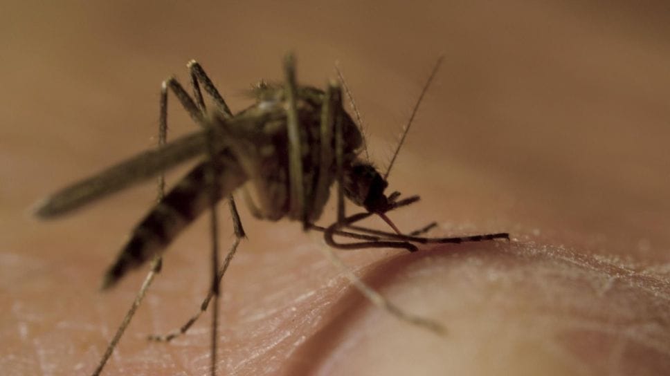 Caso sospetto di Dengue a Molteno: scatta la disinfestazione