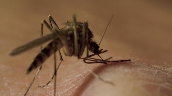 Caso sospetto di Dengue a Molteno: scatta la disinfestazione