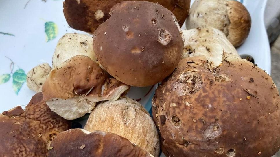 Boschi lecchesi, la stagione dei funghi parte con due interventi