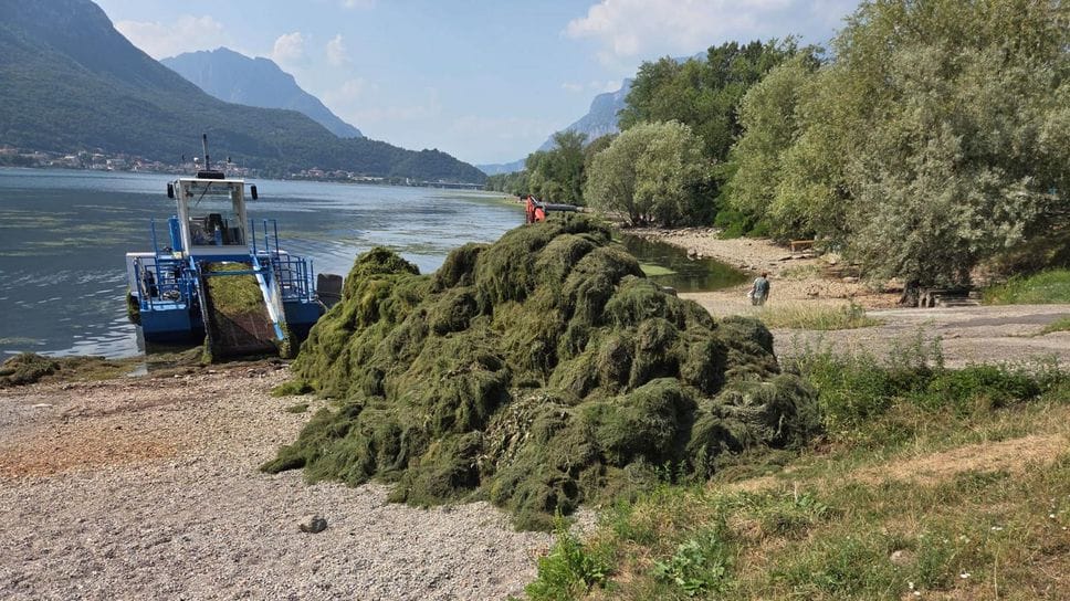 Emergenza alghe sul Lecchese: laghi e Adda invasi