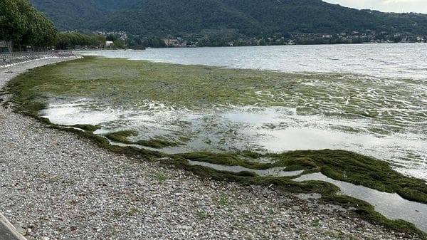 Invasione di alghe sul lungolago di Vercurago