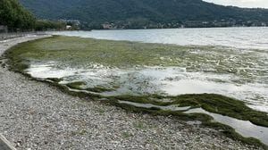 Invasione di alghe sul lungolago di Vercurago