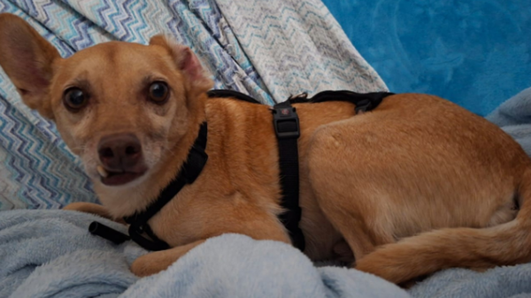 Poggiridenti, ritrovato Noah: dopo 11 giorni il cane torna a casa