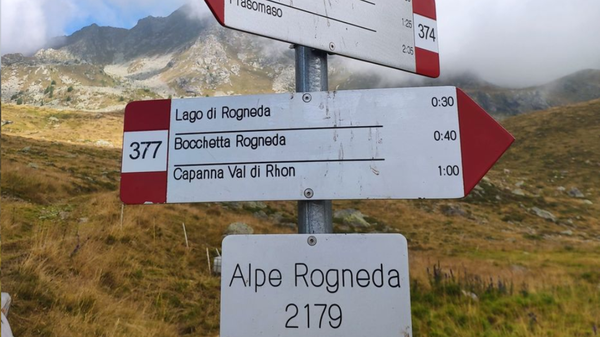 Predazione all’alpe Rogneda di Tresivio: quattro pecore morte, tre disperse