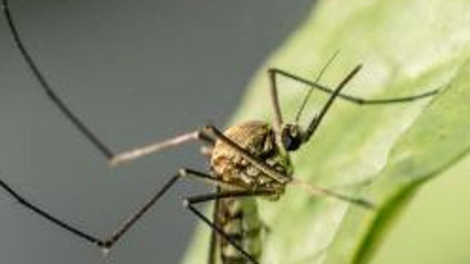 Cassago Brianza, morto a 90 anni dopo aver contratto il West Nile: scatta la disinfestazione