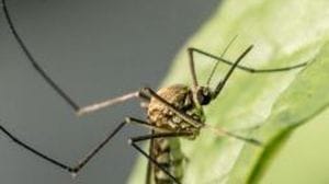 Cassago Brianza, morto a 90 anni dopo aver contratto il West Nile: scatta la disinfestazione
