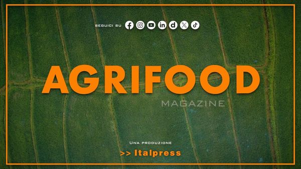 Immagine per italpress-Pk3W