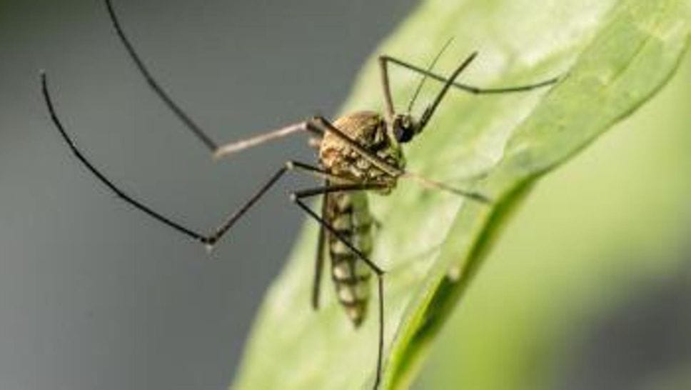 Allarme West Nile in Brianza, disinfestazione all’alba a Costa Masnaga