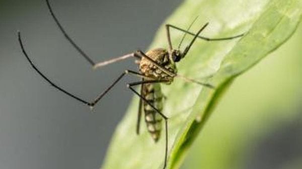 Allarme West Nile in Brianza, disinfestazione all’alba a Costa Masnaga