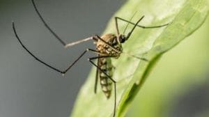 Allarme West Nile in Brianza, disinfestazione all’alba a Costa Masnaga