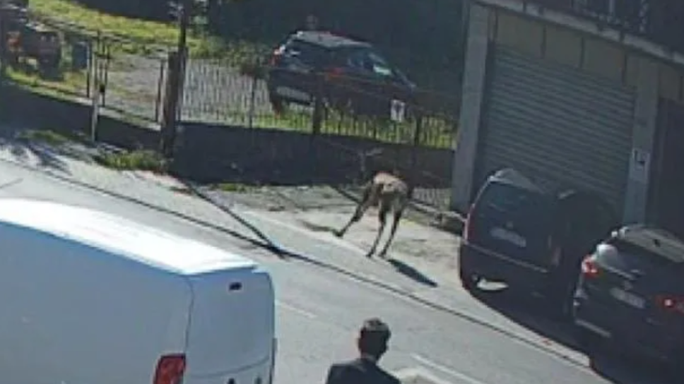 Un grande cervo abbatte un cancello a Morbegno