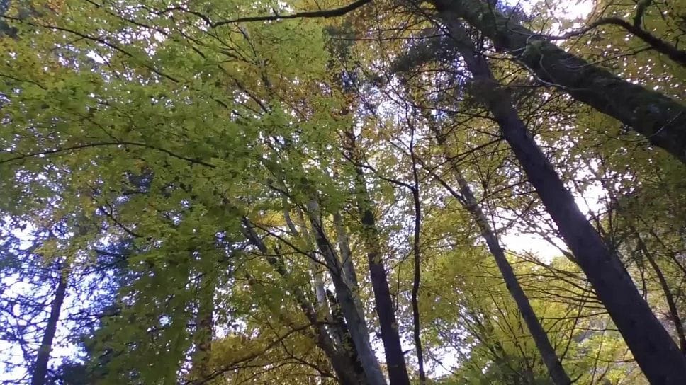 Gestione attiva e sostenibile delle foreste, approvata la legge regionale
