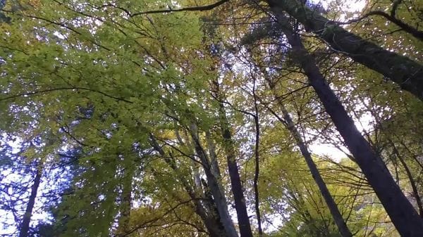 Gestione attiva e sostenibile delle foreste, approvata la legge regionale