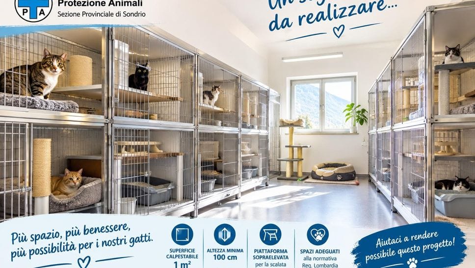 Montagna, l’Enpa raccoglie fondi per rifare il reparto gatti: servono 11mila euro