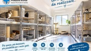 Montagna, l’Enpa raccoglie fondi per rifare il reparto gatti: servono 11mila euro
