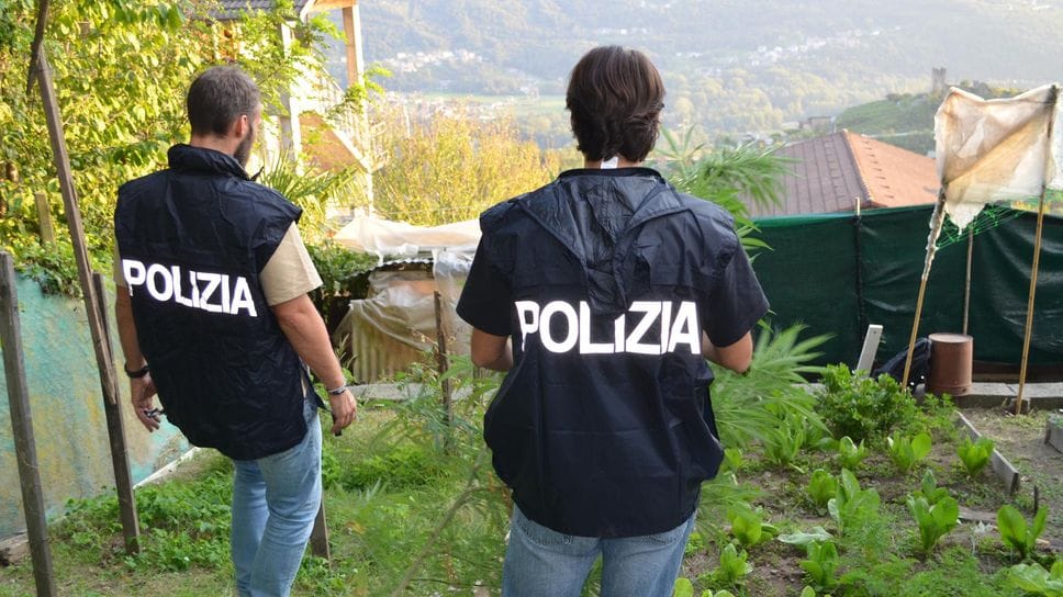 Sondrio, scoperta una piantagione di marijuana: 16 piante alte oltre due metri