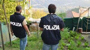 Sondrio, scoperta una piantagione di marijuana: 16 piante alte oltre due metri