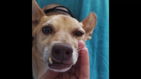 Cane scomparso a Poggiridenti