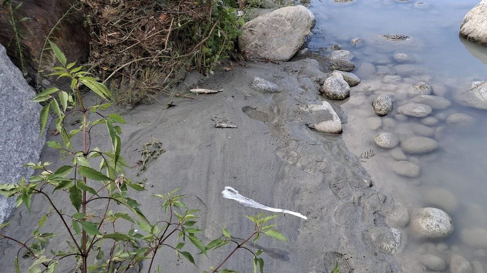 Pesci morti nel Mera, Legambiente: «Serve un’assemblea pubblica»