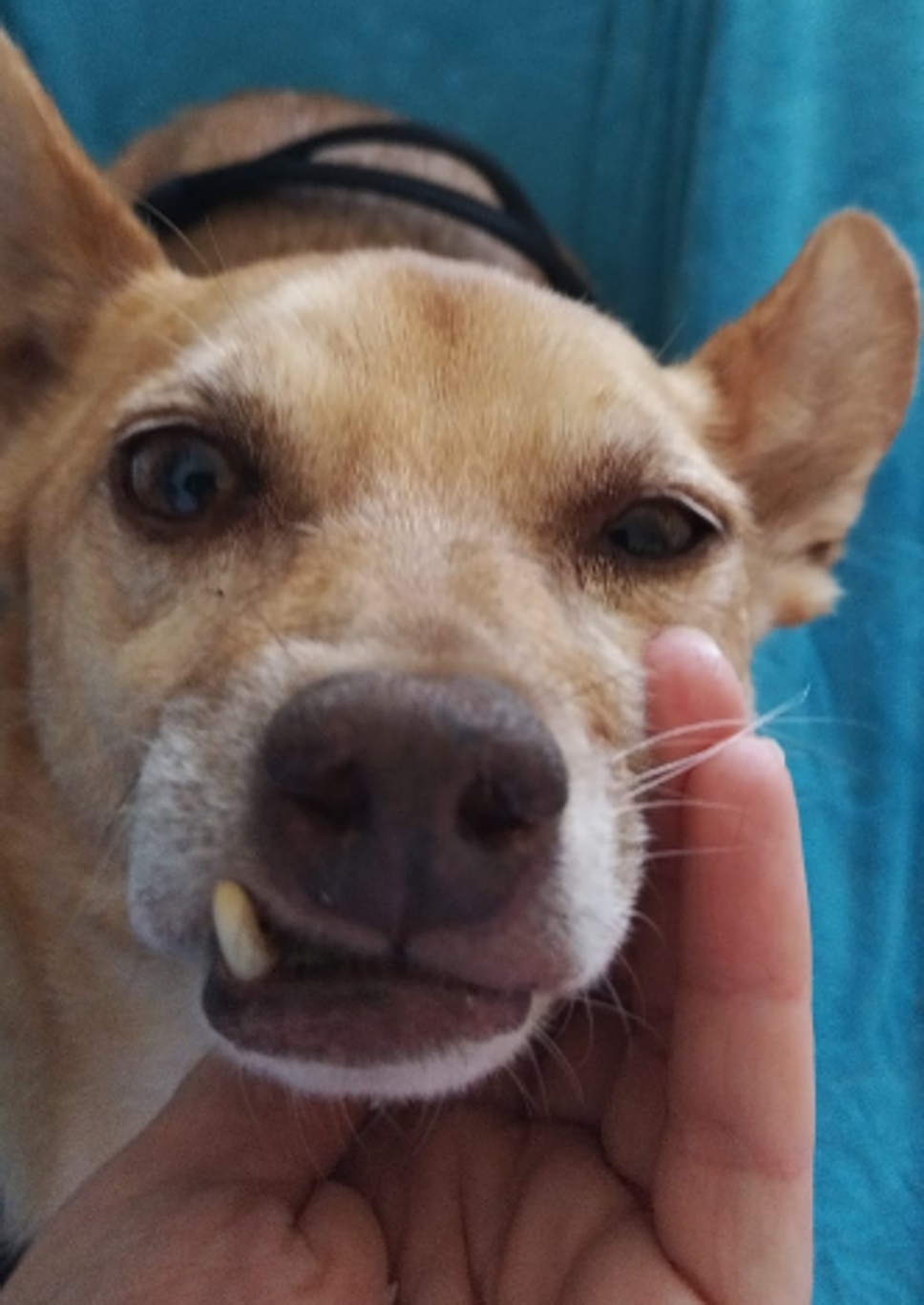 Poggiridenti, si cerca Noah: il cagnolino è fuggito alla padrona che l’ha accolto dopo anni in canile