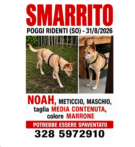 Poggiridenti, si cerca Noah: il cagnolino è fuggito alla padrona che l’ha accolto dopo anni in canile