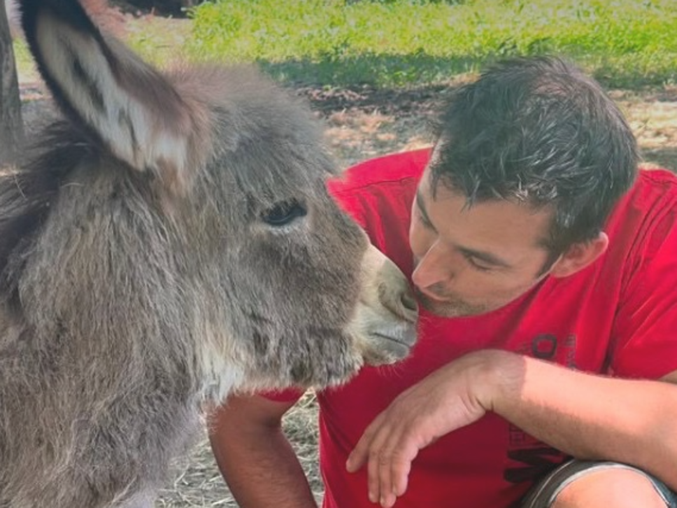 Villa di Tirano, è morto Forrest: l’asinello che aveva commosso tutti