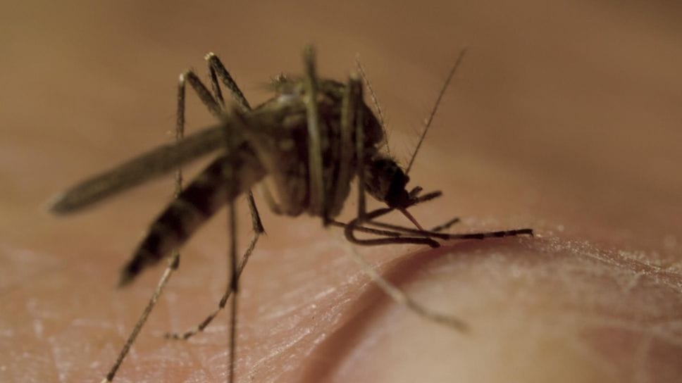 Caso di West Nile a Cassago: scatta l’ordinanza per la disinfestazione