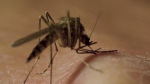Caso di West Nile a Cassago: scatta l’ordinanza per la disinfestazione